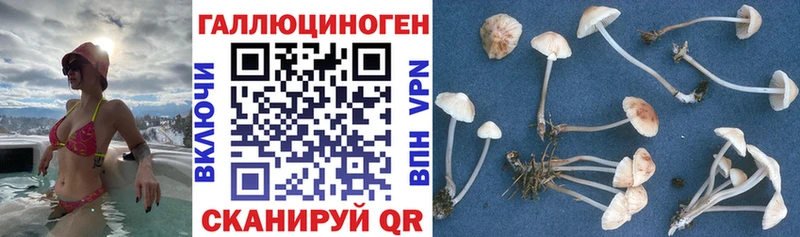 Галлюциногенные грибы Psilocybe Когалым